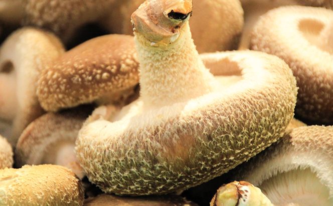 【2025年11月頃から発送】芯まで美味しい肉厚しいたけ