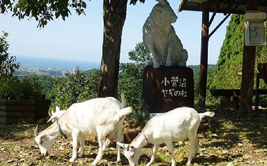 古代米（玄米）1.5kg（300g×5袋） 富山県ヤギの杜 魚津市 ※北海道・沖縄・離島への配送不可