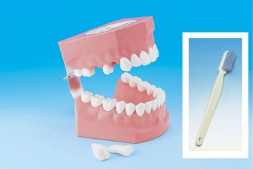 歯の模型 歯磨き指導用 大型モデル（永久歯列 歯ブラシ付）《歯 模型 歯列模型 歯模型 顎模型 2倍大》 ※着日指定不可