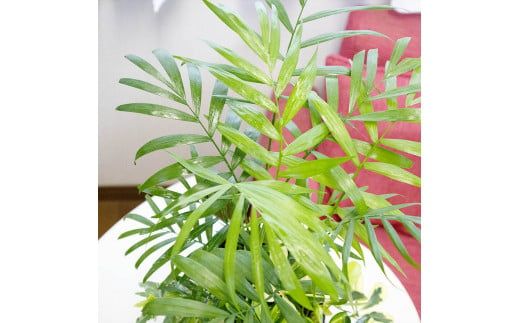 D039 季節の観葉植物寄せ植え　６号陶器鉢　選べる鉢色　室内園芸装飾マイスター岡部太郎氏監修