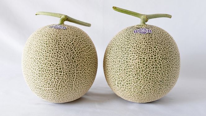 完熟 アールスメロン 大箱 4玉～5玉 2026年産 先行予約 メロン マスクメロン 青肉 果物 フルーツ 茨城県産 期間限定 数量限定 [AF082ci]