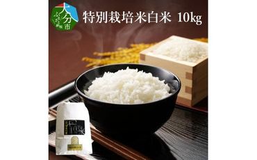 【B01021】特別栽培米ぴかまる白米 10kg
