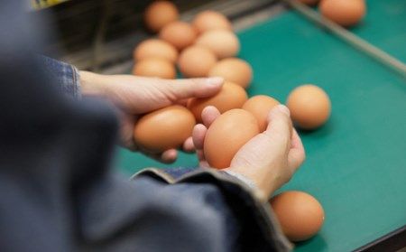 AA006 口福たまご（10個入） ※規格サイズMS以上〜LL未満 【たまご 卵 おすすめ オススメ 低カロリー 高栄養価 ポリフェノール DHA ビタミンE アスタキサンチン 長崎県 島原市】