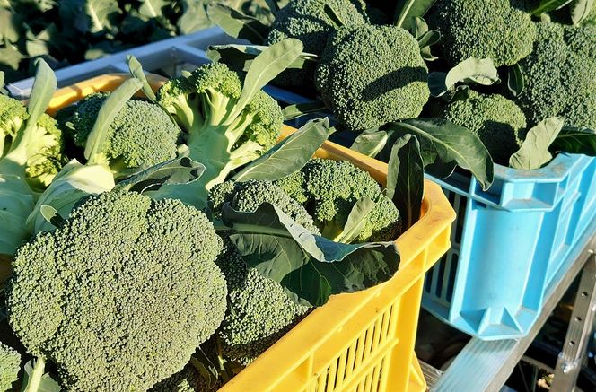 【収穫当日に発送します】豊かな大地“へきなん”から贈る ブロッコリー約11本【期間限定】 H139-022