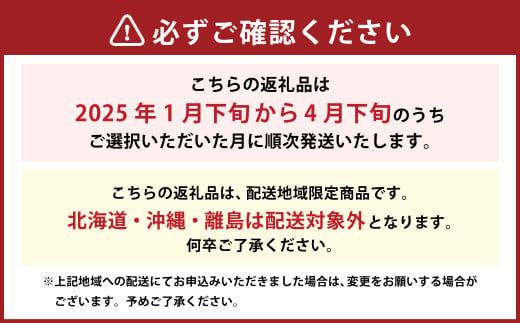 【2025年1月発送】【先行予約】福岡県産 羽衣農園の 完熟 あまおう 約1kg 約250g×4パック  選べる配送月 いちご 苺 イチゴ ベリー 果物 フルーツ お取り寄せ デザート おやつ