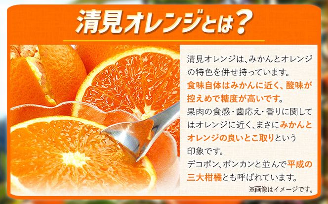 とにかくジューシー 清見 オレンジ 5kg 株式会社魚鶴商店《2025年3月上旬-4月上旬頃より出荷予定》和歌山県 日高町 柑橘 果物 フルーツ 清見オレンジ---wsh_uot32_ad34_24_14000_5kg---