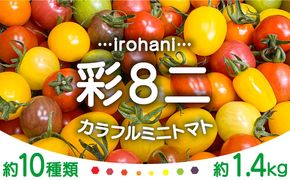 【2025年1月中旬〜発送】カラフル ミニトマト 彩８（いろは） 約10種類 合計約1.4kg / トマト 夏野菜 野菜 旬 食べ比べ / 産地直送 安心 安全 彩り / 南島原市 / 植木農園 [SBL002]