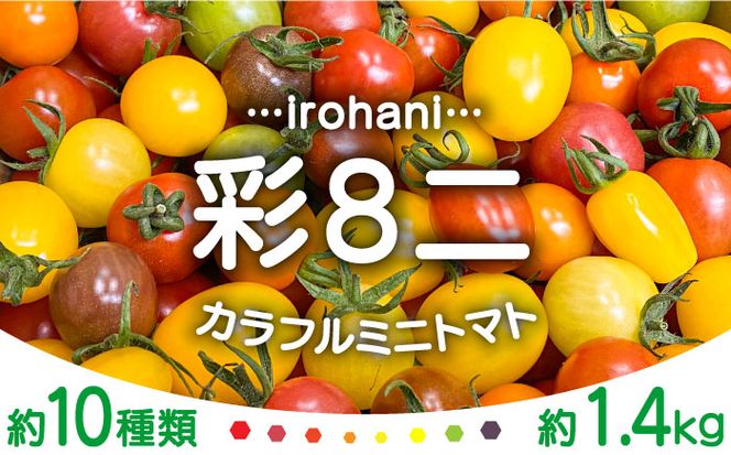 【2025年1月中旬〜発送】カラフル ミニトマト 彩８（いろは） 約10種類 合計約1.4kg / トマト 夏野菜 野菜 旬 食べ比べ / 産地直送 安心 安全 彩り / 南島原市 / 植木農園 [SBL002]