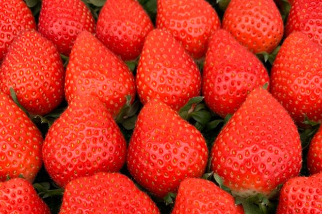 CS002-1 30分食べ放題　いちご狩り入園券（2名様）