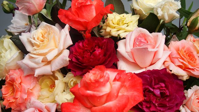 バラ「香りのバラアレンジメント」[BN004ci]