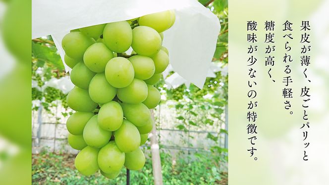 期間限定 ！ 筑西市産 シャインマスカット 1房 ぶどう ブドウ 葡萄 フルーツ 2026年産 [BW065ci]