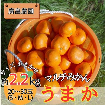 丹精込めて育てました！マルチみかん「うまか」　※11月中旬頃から発送　※離島不可