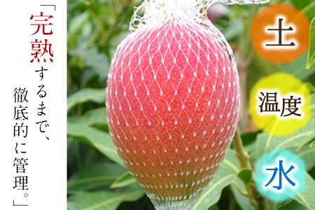 くまもと完熟マンゴー 2～3玉(約1kg～1.2kg前後) 熊本県玉名郡玉東町『清田ファミリー農園』マンゴー 完熟 秀品【日付指定不可】《5月下旬-8月末頃出荷》---sg_ckmango_cf58_r8_27000_1200g---