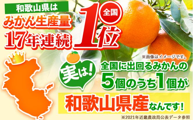 【訳あり/サイズ不選別】 和歌山みかん 約5kg 和歌山県産 《11月中旬から1月中旬に出荷予定（土日祝除く）》たっぷり ご家庭用 2L～2S 産地直送 みかん 旬 蜜柑 ミカン 柑橘 果物 フルーツ 和歌山県 紀の川市---wfn_wlocal89_11c1c_25_7000_5kg--
