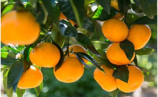 [秀品]和歌山有田みかん約6kg(3Lサイズ) ★2026年11月中旬頃より順次発送 BZ049