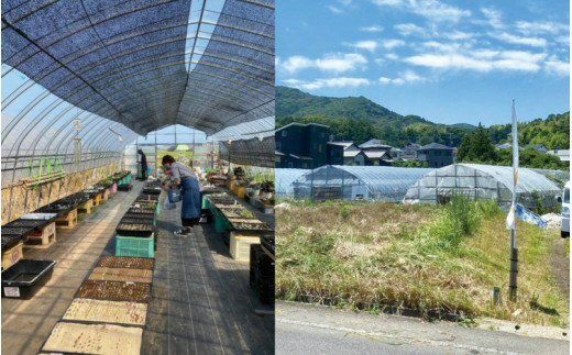 自分で植える多肉植物Aセット※セダム系苗・ピンセットなし