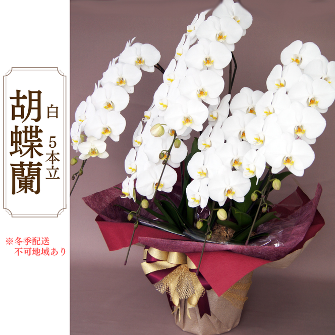 y򕌌䒬zAH-7 Ӓ@@5{