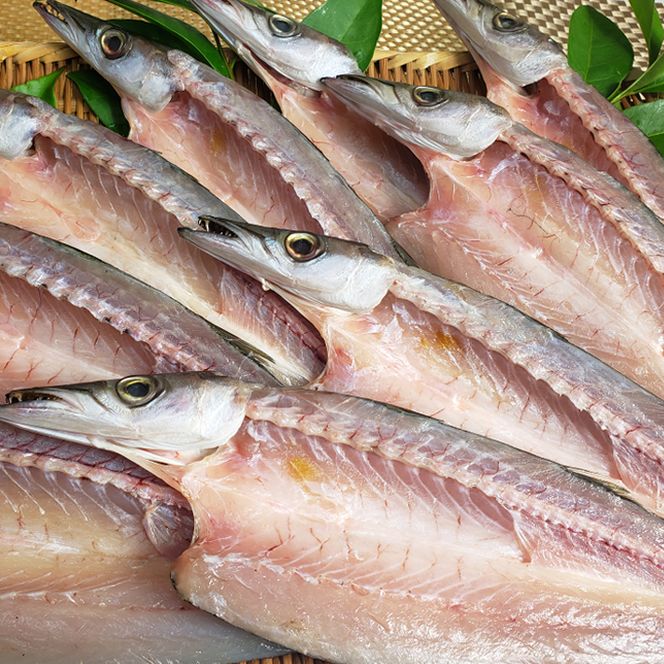 今だけ！室戸旬どれ美人カマス干物１３枚以上 nk015