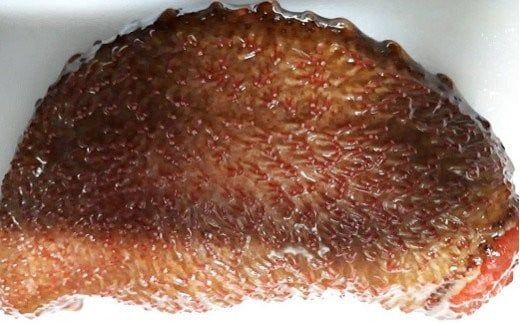 なまこ 修福丸ん赤・青ナマコの食べ比べ！（赤・青各1袋） なまこ ナマコ 海鼠 C1-23