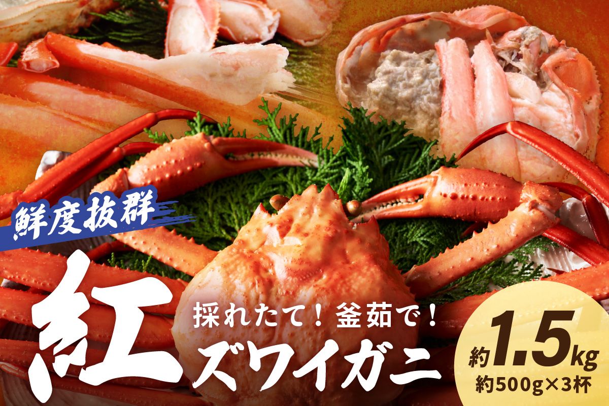 採れたて!釜茹で! 紅ズワイガニ 3杯