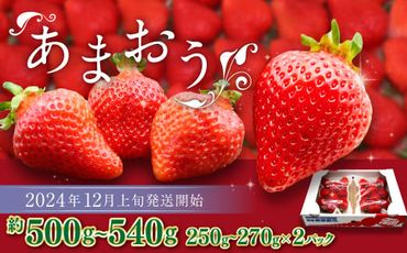 博多あまおう（冬） 約250g～270g×2パック 計約500g～540g【2024年12月上旬～2025年1月下旬発送予定】いちご 苺 イチゴ 果物 フルーツ