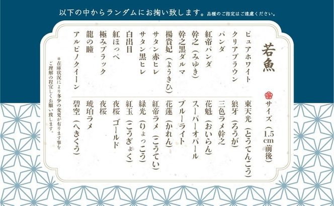 GM001 選りすぐり”めだか20匹＋(死着保証2匹）