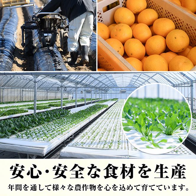 ＜定期便・全2回(6月・11月)＞あくね旬の野菜おまかせセット(5～8品目) 小松菜、レタス、青梗菜の3品目とその他野菜2品目以上を詰め合わせて全2回お届け！ ふるさと納税 阿久根市 特産品 野菜 お楽しみ さつまいも 芋【合同会社グッドフィールド】a-24-23-z