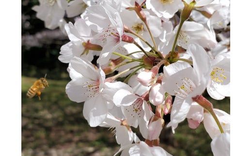 E030 純粋蜂蜜とんがり