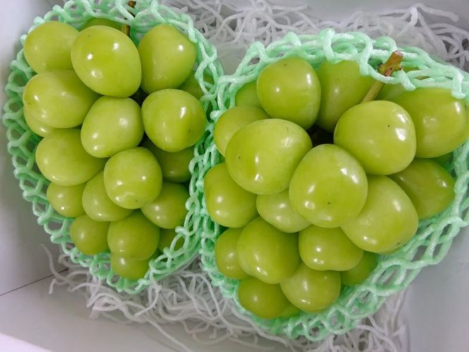 【2026年発送★先行予約】葡萄の一大産地！笛吹市産シャインマスカット2kg 167-012-26y