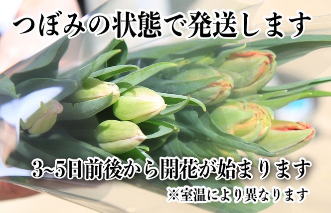 京丹後チューリップ　色お任せ20本 NG00008