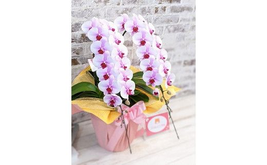 C017 【農林水産大臣賞受賞品種】ミディ系ピンク胡蝶蘭！『乙姫（おとひめ）』2本立