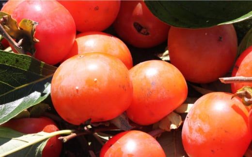 【業界誌 (料理通信) お宝食材コンテスト ベスト20選出】天然 酵母 柿酢 300ml×2本 / 6年熟成 南島原市 / 中邨 [SAG009] 