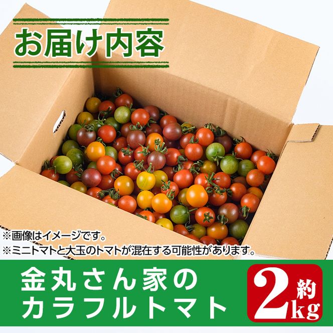 ＜先行予約受付中！2025年11月上旬から順次発送予定＞カラフルトマト食べ比べセット(約2kg・9品種の中から4品種以上)国産 宮崎県産 とまと 野菜 サラダ 黄色 オレンジ みどり 紫 アイコ 赤 セレブスイート【KT-2】【K.TFarm】