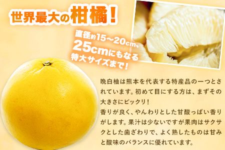 山本果樹園の晩白柚 2玉（Lサイズ） 《12月中旬-3月中旬頃出荷予定》果物 フルーツ ザボン 熊本 特産品---sh_ymmtbanpe_q123_r7_12000_l2t---