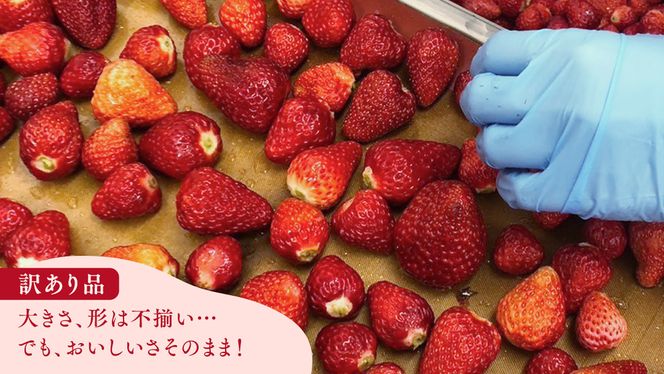 【 訳あり 】 冷凍 いちご 約2.5kg ( 500g × 5パック ) イチゴ 苺 アイス 冷たい 旬 凍眠 小分け 新鮮 お得 品種ランダム [AU069ya]