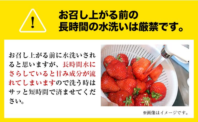 【数量限定】ゆうべに 約1,000g（約250g×4パック） 熊本 いちご 苺 イチゴ 熊本県氷川町産 ゆうべに いちご《3月出荷予定》熊本県 氷川町 果物 フルーツ---hkw_cjaybn_ac3_r8_10000_4p---