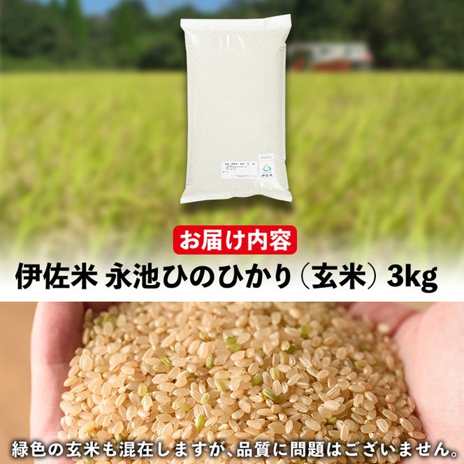 isa535 令和7年産 特別栽培米 永池ひのひかり玄米(3kg) 鹿児島 永池 お米 米 玄米 伊佐米 九州米サミット 食味コンテスト 最優秀賞受賞 ヒノヒカリ 【エコファーム永池】