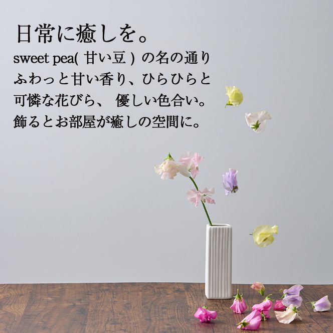 ＜先行予約受付中！2026年1月以降順次発送予定＞＜A品＞スイートピーミックス(50本)花 フラワー 切り花 植物 ギフト 贈り物 プレゼント インテリア 常温 保存 宮崎県 門川町【AL-3】【安田農園】
