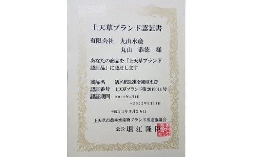 活き〆超急速冷凍車えび 500g（約16～22尾） 車海老 車えび 車エビ 海老 えび エビ 刺身 刺し身 真空パック 海鮮 冷凍 熊本県 上天草市