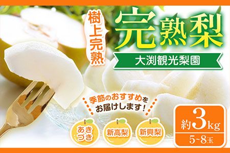 梨 完熟梨 ( あきづき 新高梨 新興梨 のいずれか) 秀品 フルーツ 果物 旬 約3kg (5〜8玉) 熊本県長洲町産 大渕観光梨園[9月上旬-12月中旬頃出荷]---sn_obcns_ae912_r7_10000_3kg---