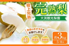 梨 完熟梨 ( あきづき 新高梨 新興梨 のいずれか) 秀品 フルーツ 果物 旬 約2.5～3kg (5～8玉) 熊本県長洲町産 大渕観光梨園《9月上旬-12月中旬頃出荷》---sn_obcns_ae912_26_10500_3kg---