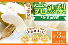 梨 完熟梨 ( あきづき 新高梨 新興梨 のいずれか) 秀品 フルーツ 果物 旬 約3kg (5～8玉) 熊本県長洲町産 大渕観光梨園《9月上旬-12月中旬頃出荷》---sn_obuchinasi_ae912_24_10000_3kg---