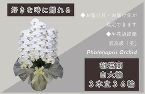 099H381 3本立て 胡蝶蘭 36輪～39輪 白色【木製大型木札 または メッセージカード 付き ラッピング お祝い ギフト 贈答 贈り物 プレゼント 生花 花 農福連携】