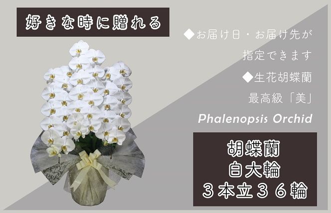 099H381 3本立て 胡蝶蘭 36輪～39輪 白色【木製大型木札 または メッセージカード 付き ラッピング お祝い ギフト 贈答 贈り物 プレゼント 生花 花 農福連携】