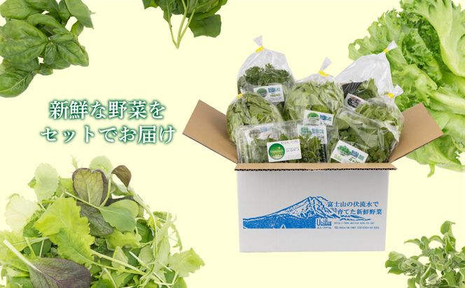 BB021　リーフ野菜8種類詰合せセット
