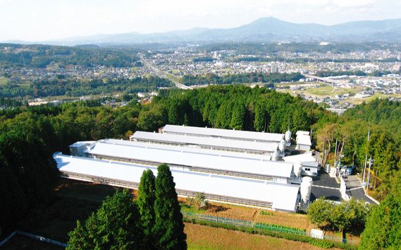 冷凍　恵那どり　手羽先　バラ凍　2kg [No.922]