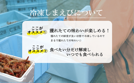 ＜シマエビ(冷凍)　1kg＞甘く濃厚な味わい！ 北海道 道産 国産 乙部町産 しまえび 海老 日本海 天然 魚介類 新鮮 希少 お刺身 エビチリ 漁師直送 産地直送 送料無料