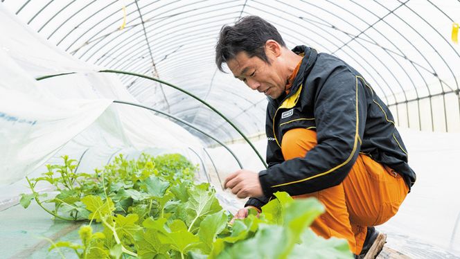 【先行予約 2026年6月中旬発送】 タカミ メロン 秀品 1箱 3～4玉入り 期間限定 産地直送 果物 フルーツ メロン 青肉 甘い [AV008ya]