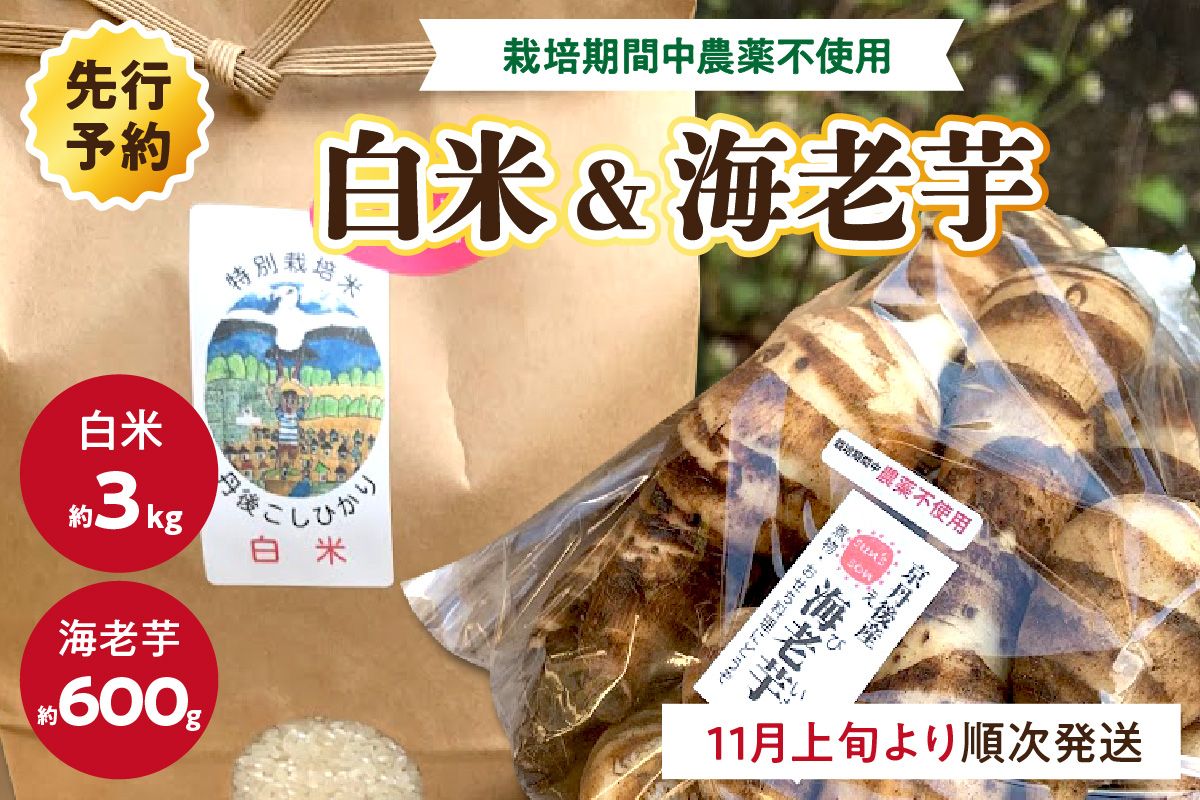 [先行予約]京都伝統野菜 海老芋(栽培期間中農薬・化学肥料不使用)&丹後米こしひかり(特別栽培米)