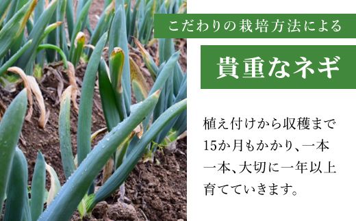 下仁田ネギLサイズ【4㎏】 ANAR012